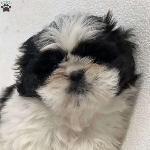 Luna, Shih Tzu Puppy